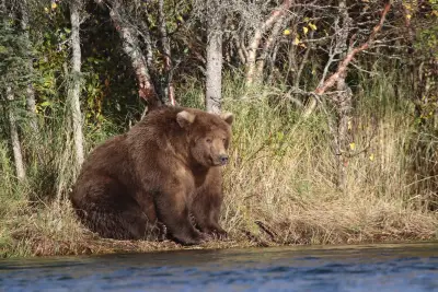 Alaskan national park to host its 11th annual ‘Fat Bear Week’
