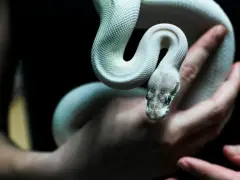 Ball python, several feet long, spotted slithering around Somerville