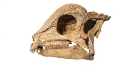 Paleontologists discover near-complete fossil of oldest dome-headed dinosaur believed to be around 110M years old: ‘Remarkable’